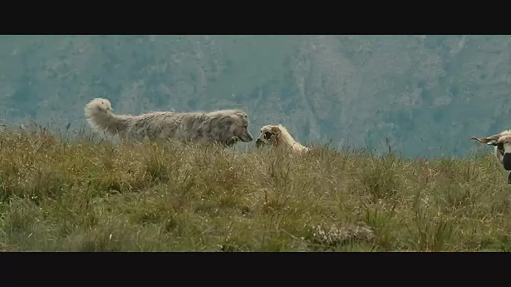 ベル＆セバスチャンの画像