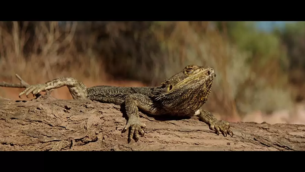 ミック・テイラー 史上最強の追跡者の画像