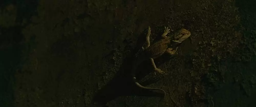 エヴォリューションの画像