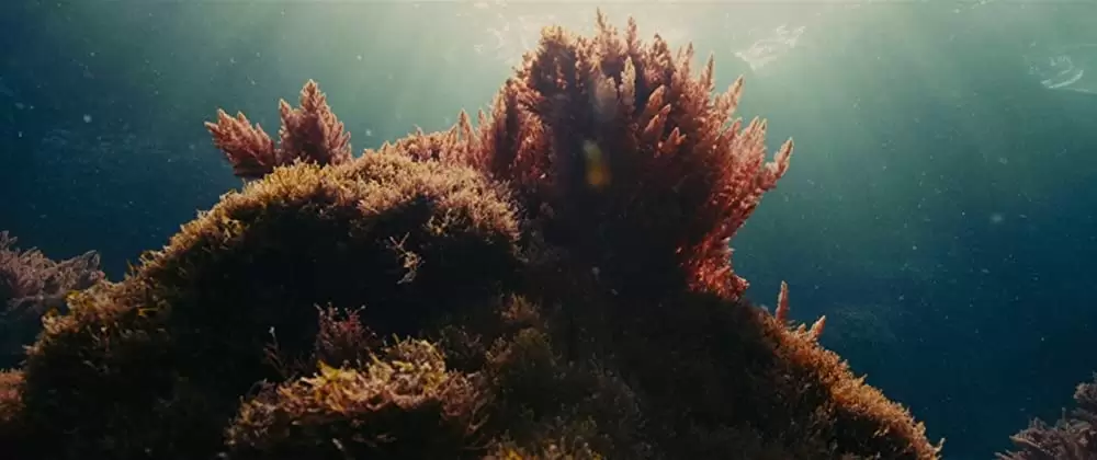 エヴォリューションの画像