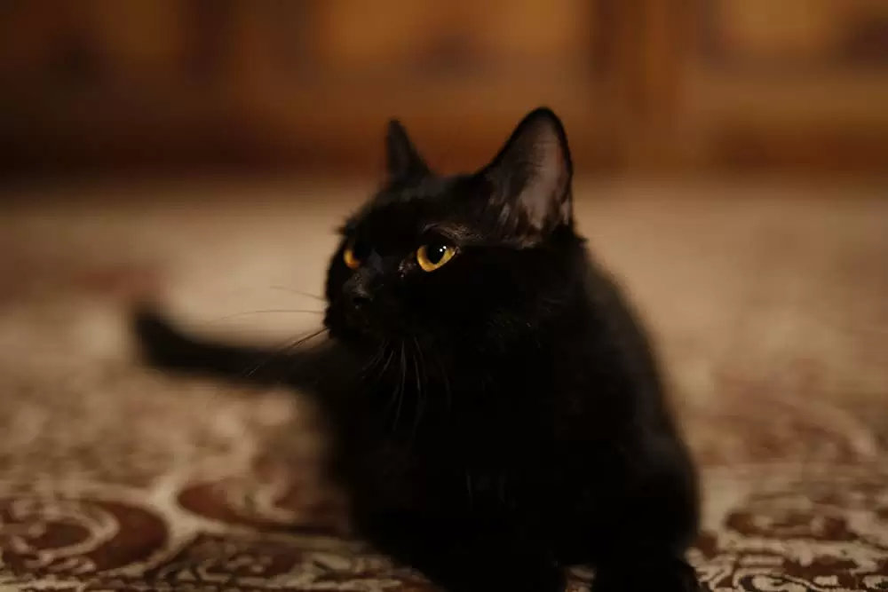 空海 ーKU-KAIー 美しき王妃の謎の画像