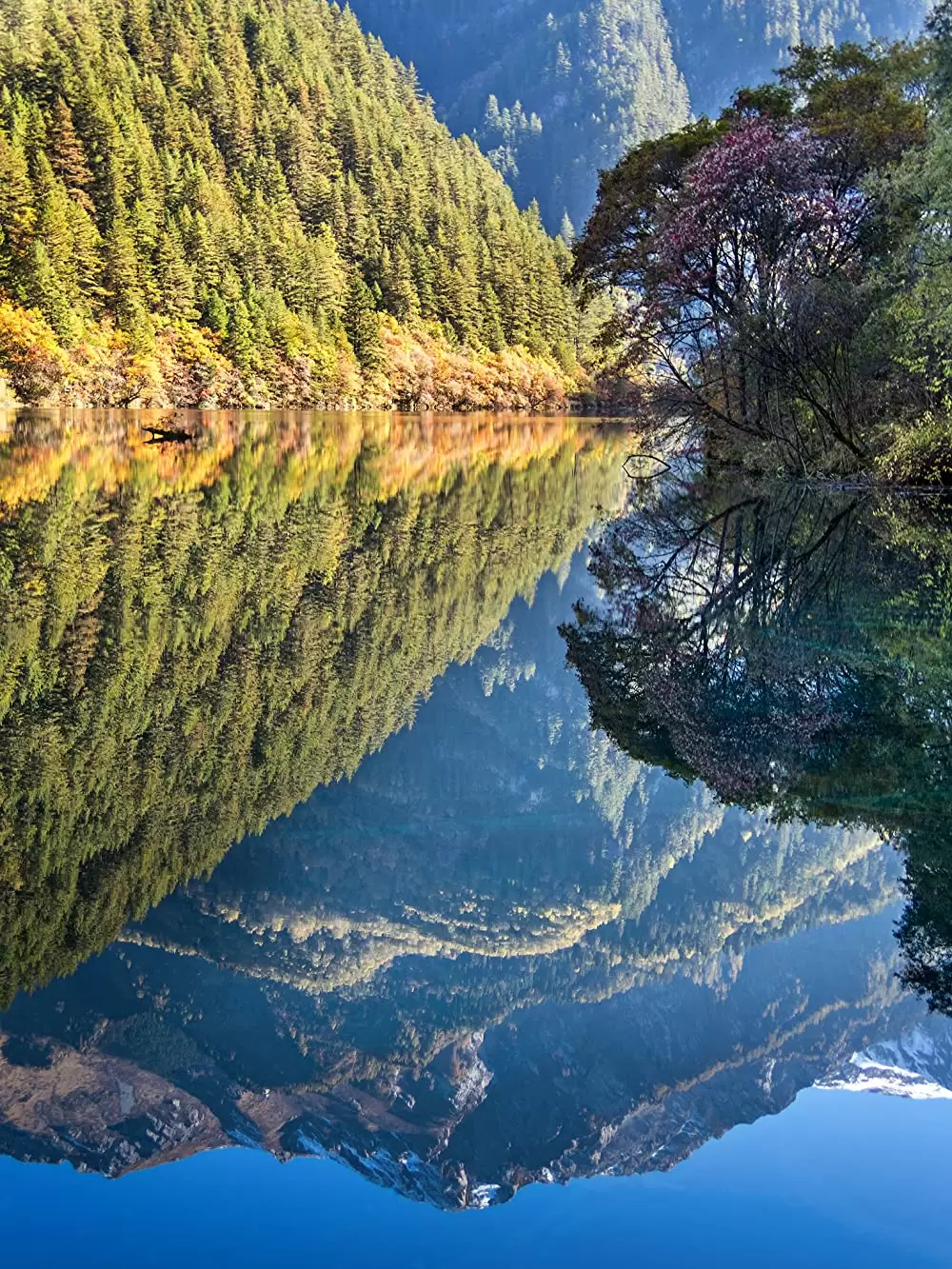 ディズニーネイチャー／ボーン・イン・チャイナ パンダ・ユキヒョウ・キンシコウの画像