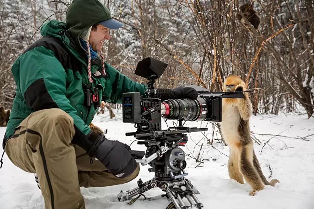 ディズニーネイチャー／ボーン・イン・チャイナ パンダ・ユキヒョウ・キンシコウの画像