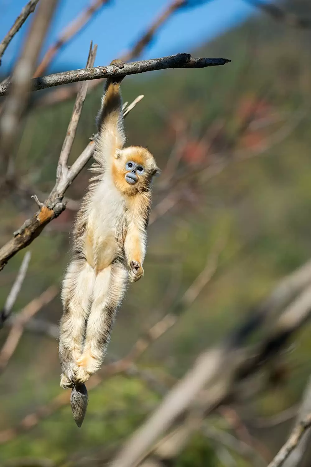 ディズニーネイチャー／ボーン・イン・チャイナ パンダ・ユキヒョウ・キンシコウの画像