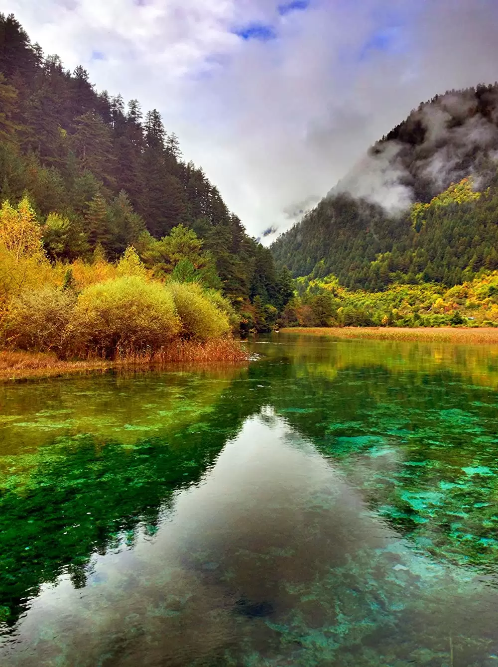 ディズニーネイチャー／ボーン・イン・チャイナ パンダ・ユキヒョウ・キンシコウの画像