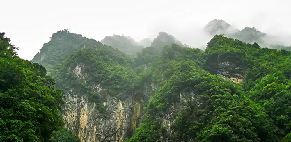 ディズニーネイチャー／ボーン・イン・チャイナ パンダ・ユキヒョウ・キンシコウの画像