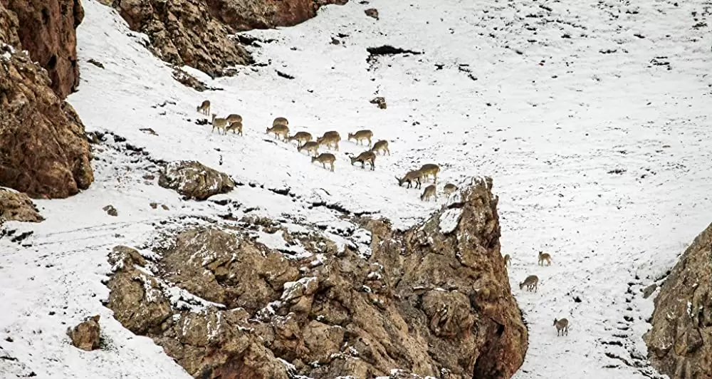 ディズニーネイチャー／ボーン・イン・チャイナ パンダ・ユキヒョウ・キンシコウの画像