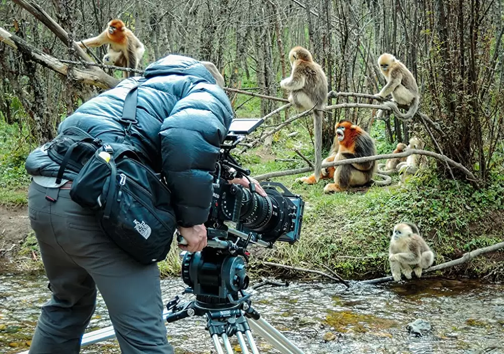 「ディズニーネイチャー／ボーン・イン・チャイナ パンダ・ユキヒョウ・キンシコウ」の画像