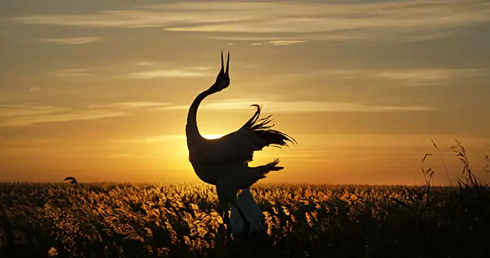 ディズニーネイチャー／ボーン・イン・チャイナ パンダ・ユキヒョウ・キンシコウの画像