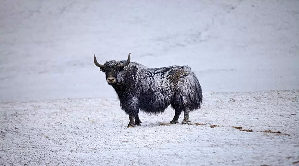 ディズニーネイチャー／ボーン・イン・チャイナ パンダ・ユキヒョウ・キンシコウの画像