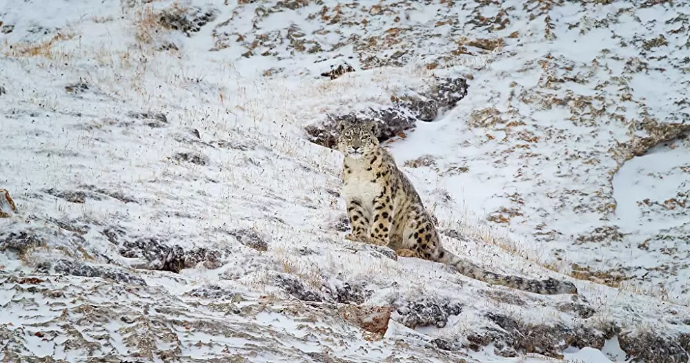 ディズニーネイチャー／ボーン・イン・チャイナ パンダ・ユキヒョウ・キンシコウの画像