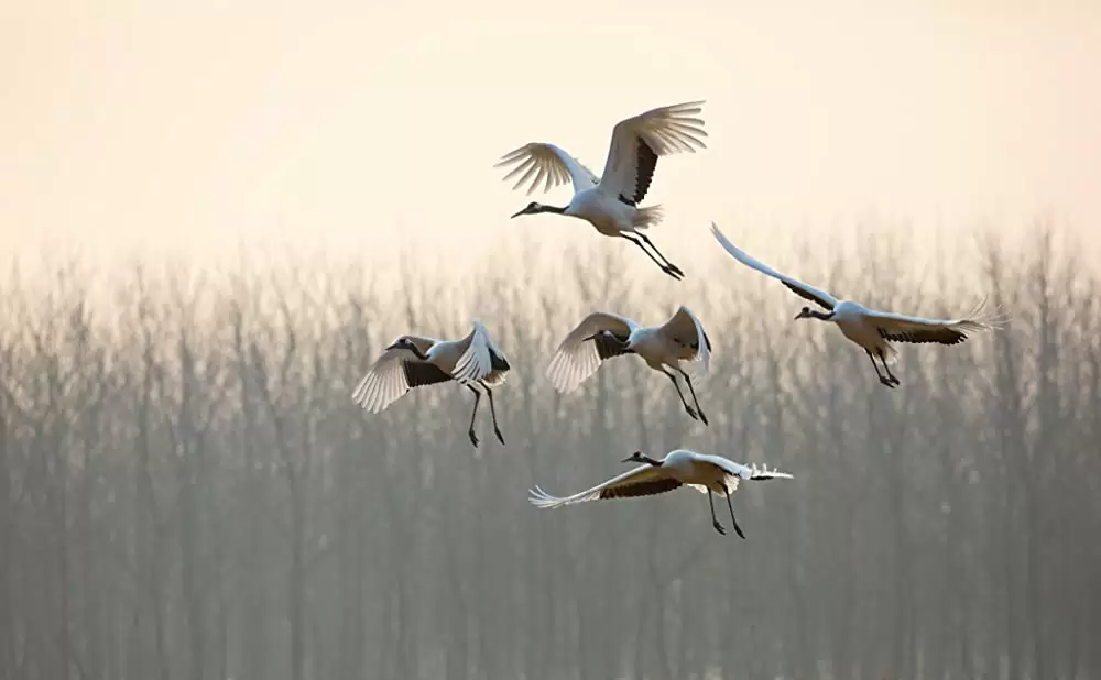 ディズニーネイチャー／ボーン・イン・チャイナ パンダ・ユキヒョウ・キンシコウの画像
