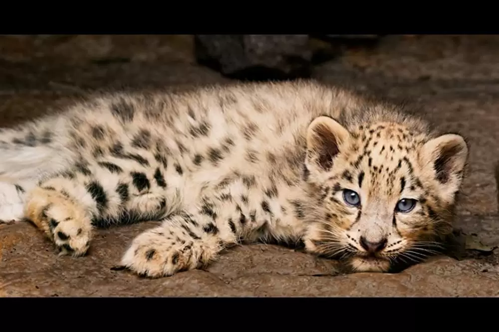 ディズニーネイチャー／ボーン・イン・チャイナ パンダ・ユキヒョウ・キンシコウの画像