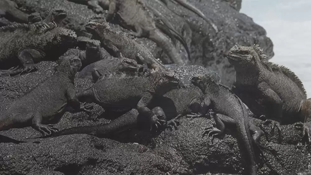 キングダム・オブ・オーシャンズの画像