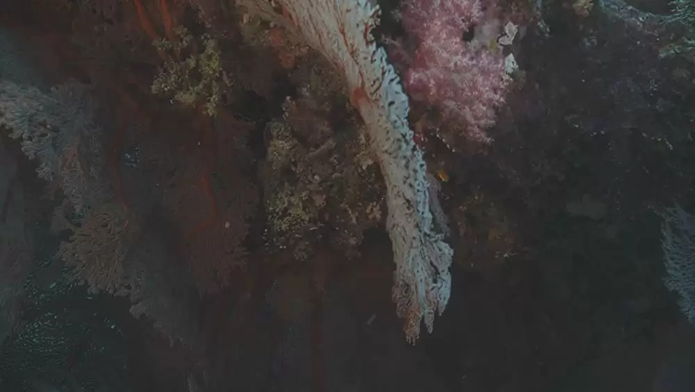 キングダム・オブ・オーシャンズの画像