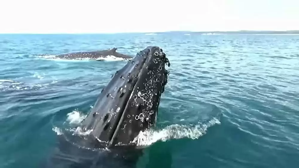 「ケージ・ダイブ」の画像