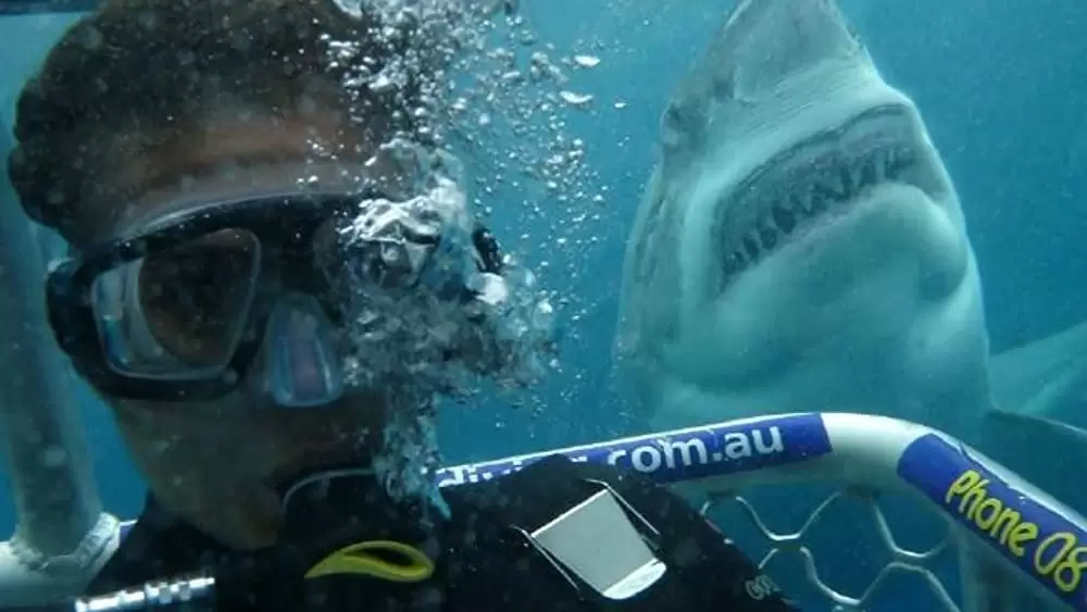 ケージ・ダイブの画像