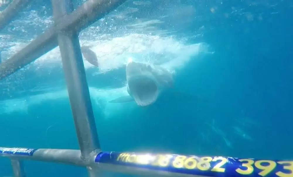 ケージ・ダイブの画像