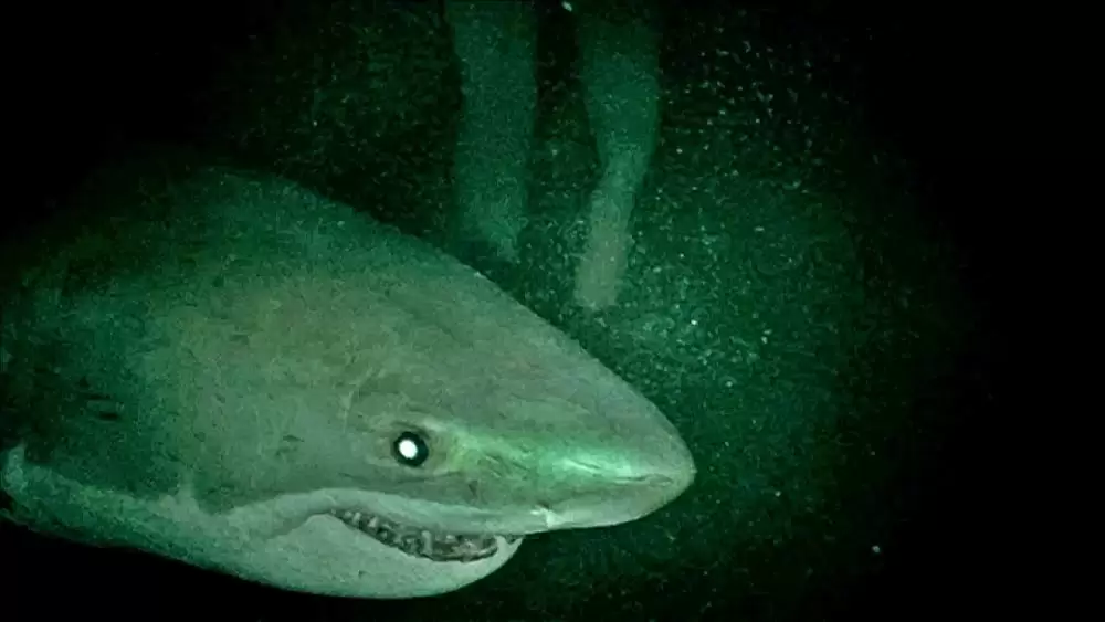 ケージ・ダイブの画像