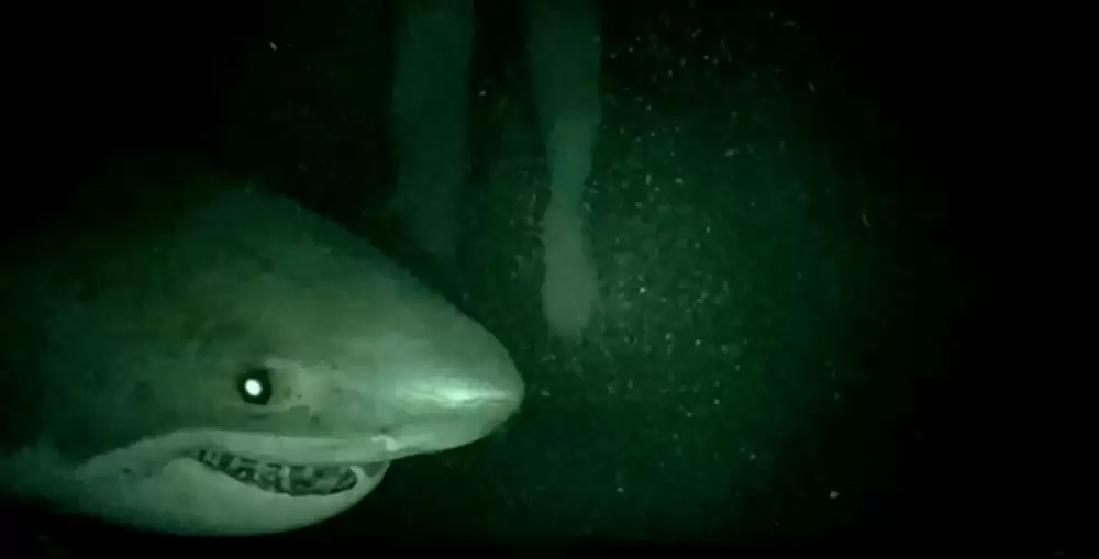 ケージ・ダイブの画像