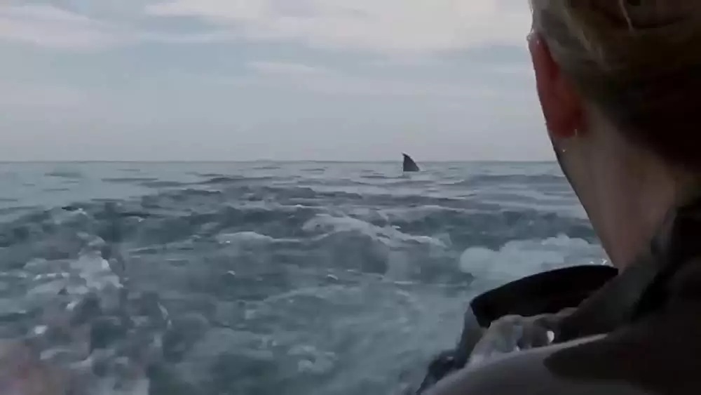 ケージ・ダイブの画像