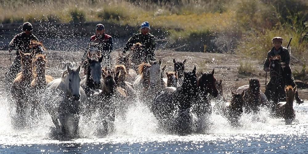 馬を放つの画像