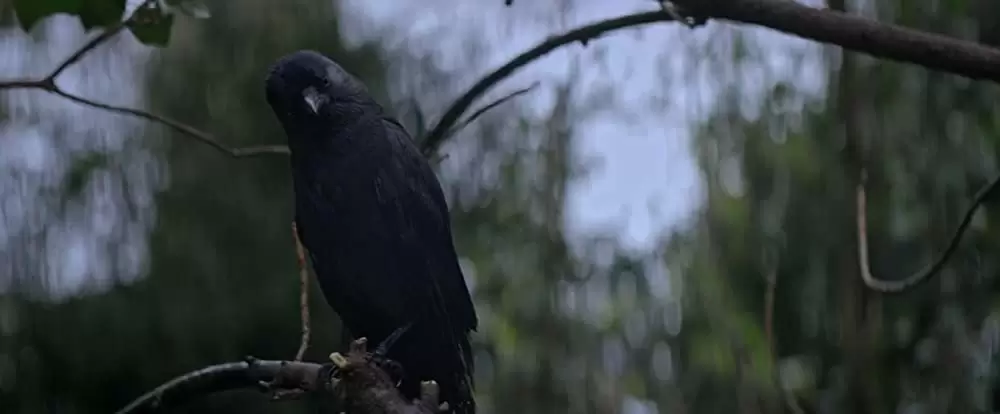 ダーケスト・ウォーターの画像