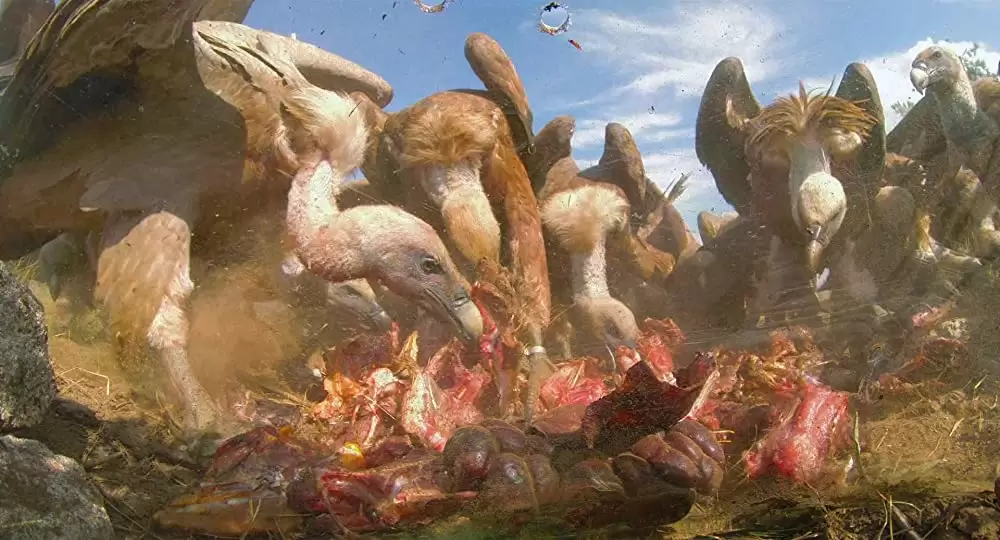 ホドロフスキーのサイコマジックの画像