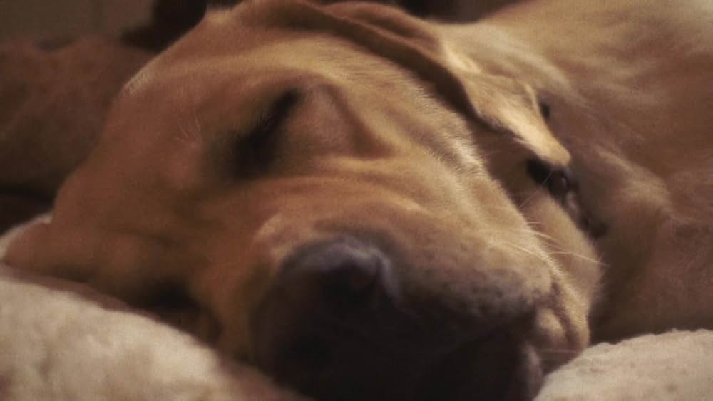 アントラム 史上最も呪われた映画の画像