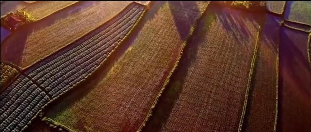 大仏廻国の画像