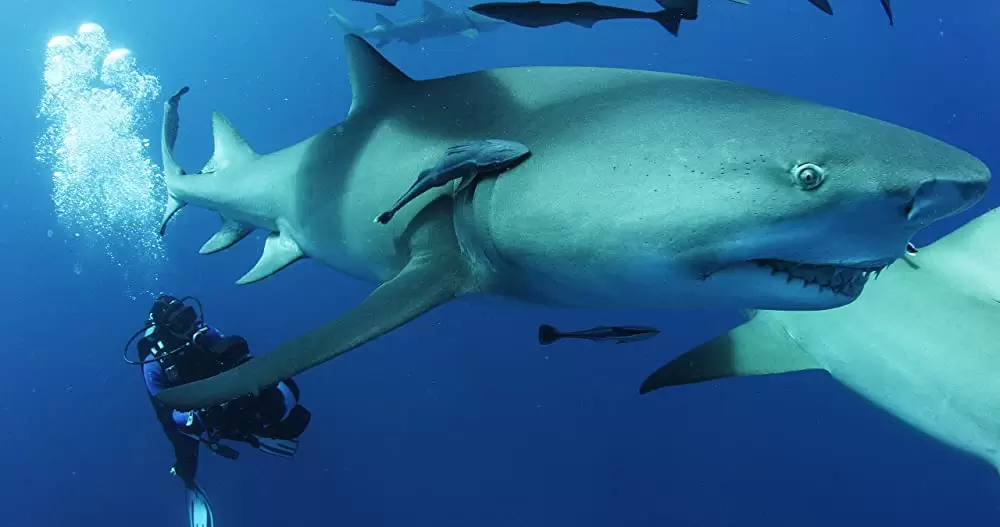 シャークウォーター 滅びゆく捕食者の写真