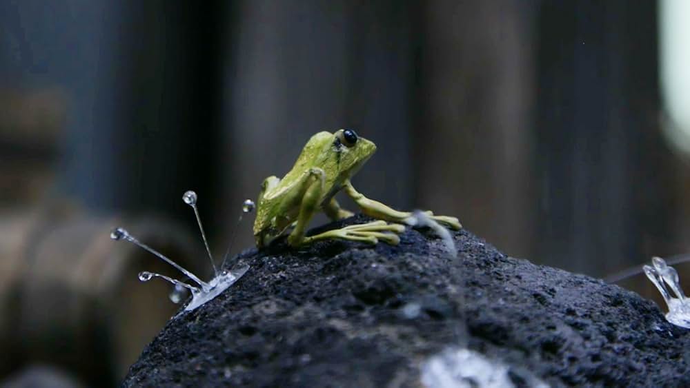 劇場版ごん GON, THE LITTLE FOXの画像