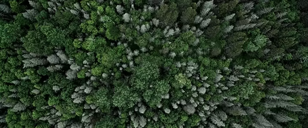 カオス・ウォーキングの画像