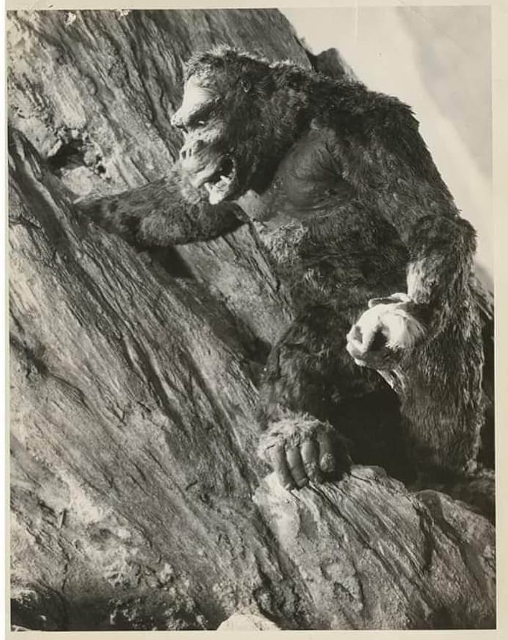 キング・コングの画像