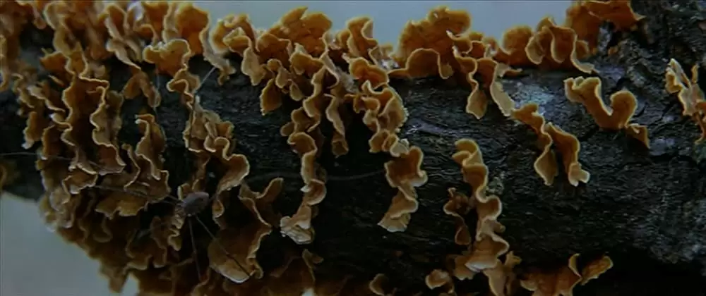 ニュー・ワールドの画像