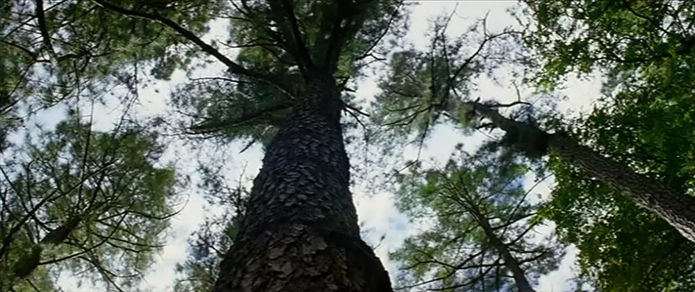 ニュー・ワールドの画像