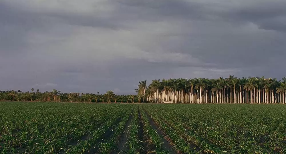 アイリッシュマンの画像