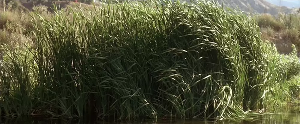 ダウン・イン・ザ・バレーの画像