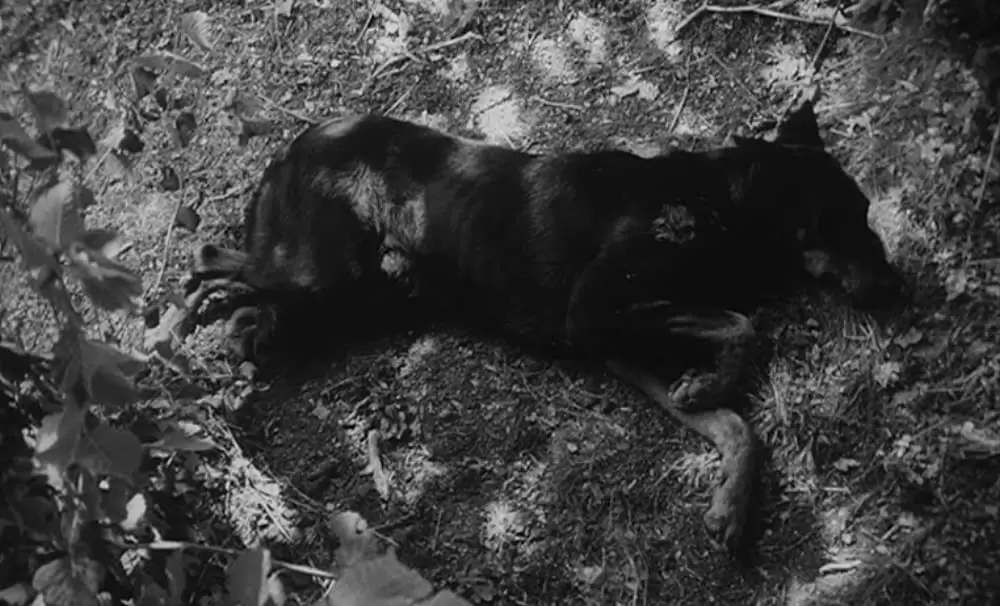 野性の少年の画像