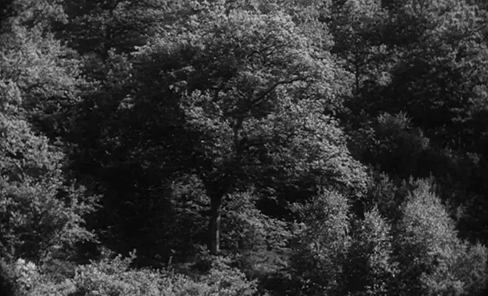 野性の少年の画像