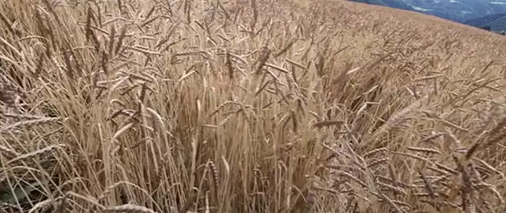 名もなき生涯の画像