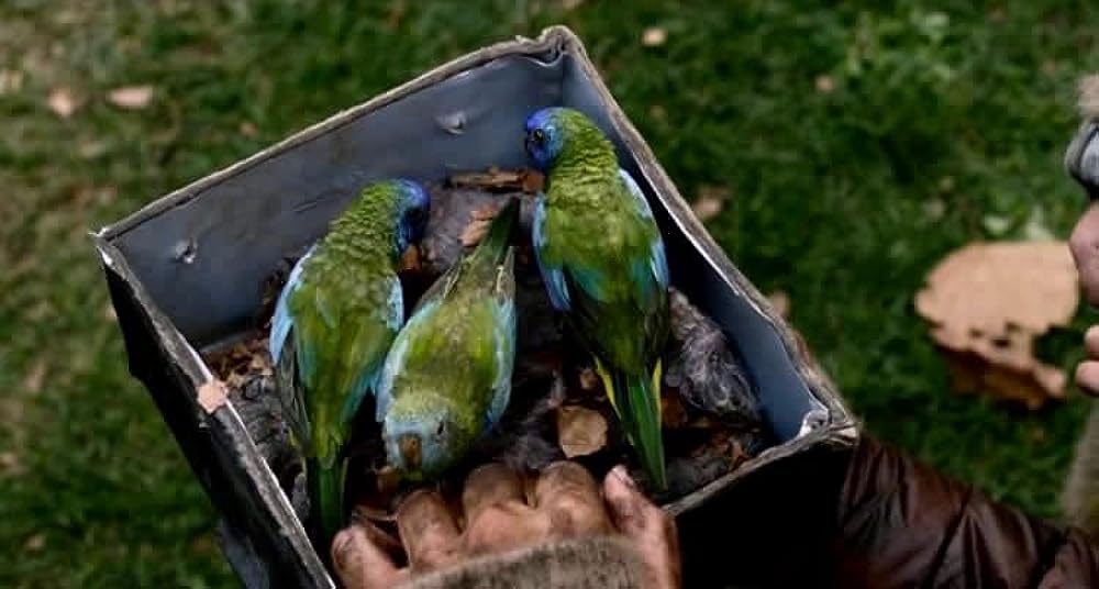 バード・ボックスの画像