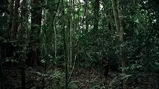 トロピカル・マラディの画像