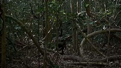 トロピカル・マラディの画像