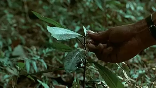 トロピカル・マラディの画像