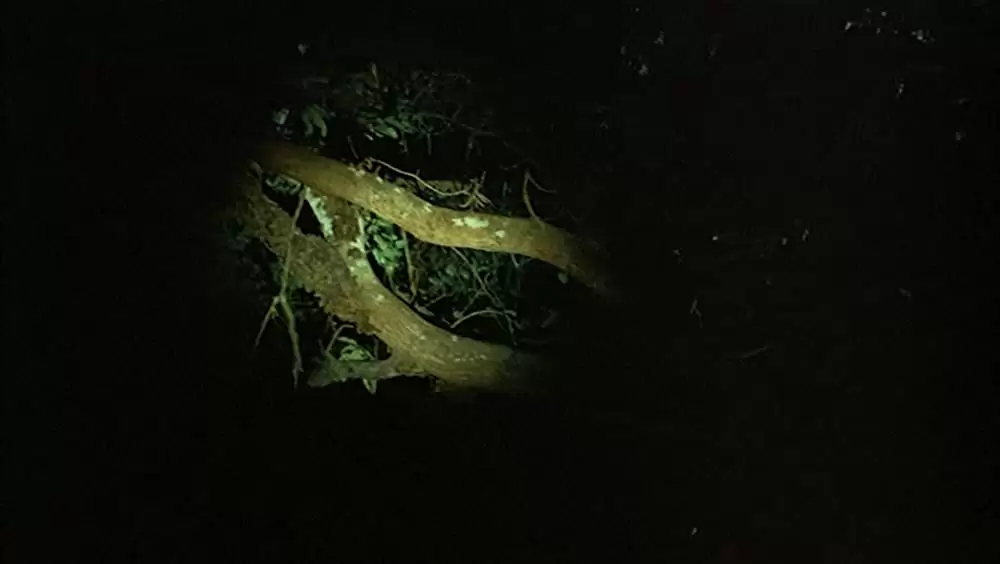 トロピカル・マラディの画像