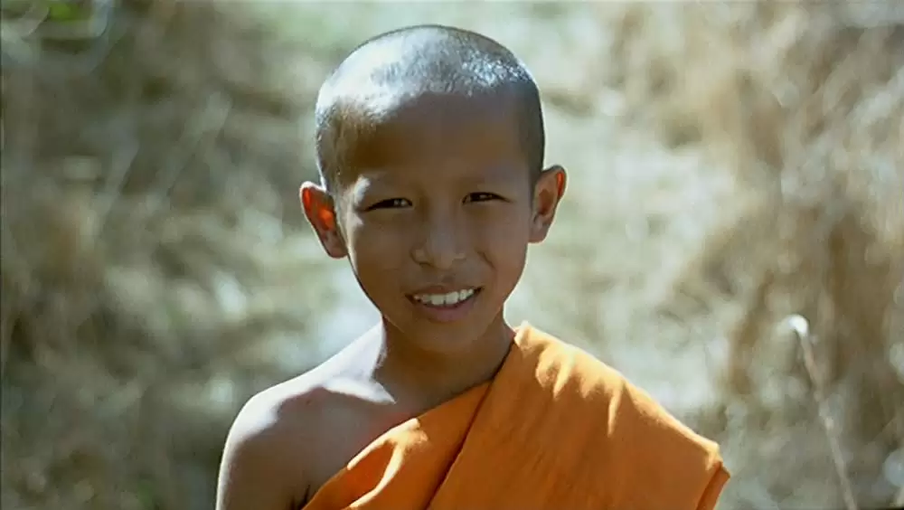 トロピカル・マラディの画像