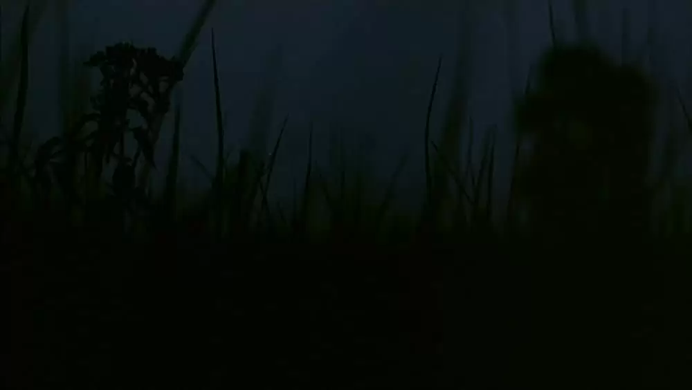 トロピカル・マラディの画像