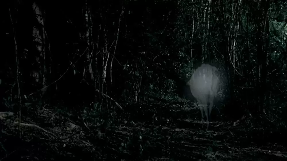 トロピカル・マラディの画像