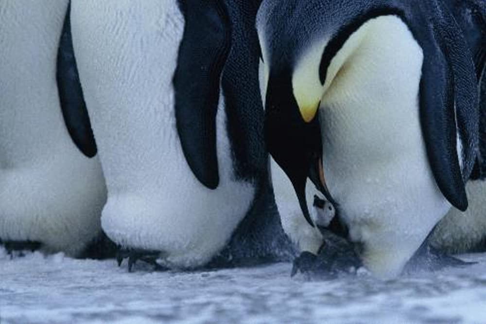 「皇帝ペンギン」の画像